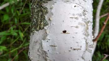 Bronze birch borer hole in silver birch