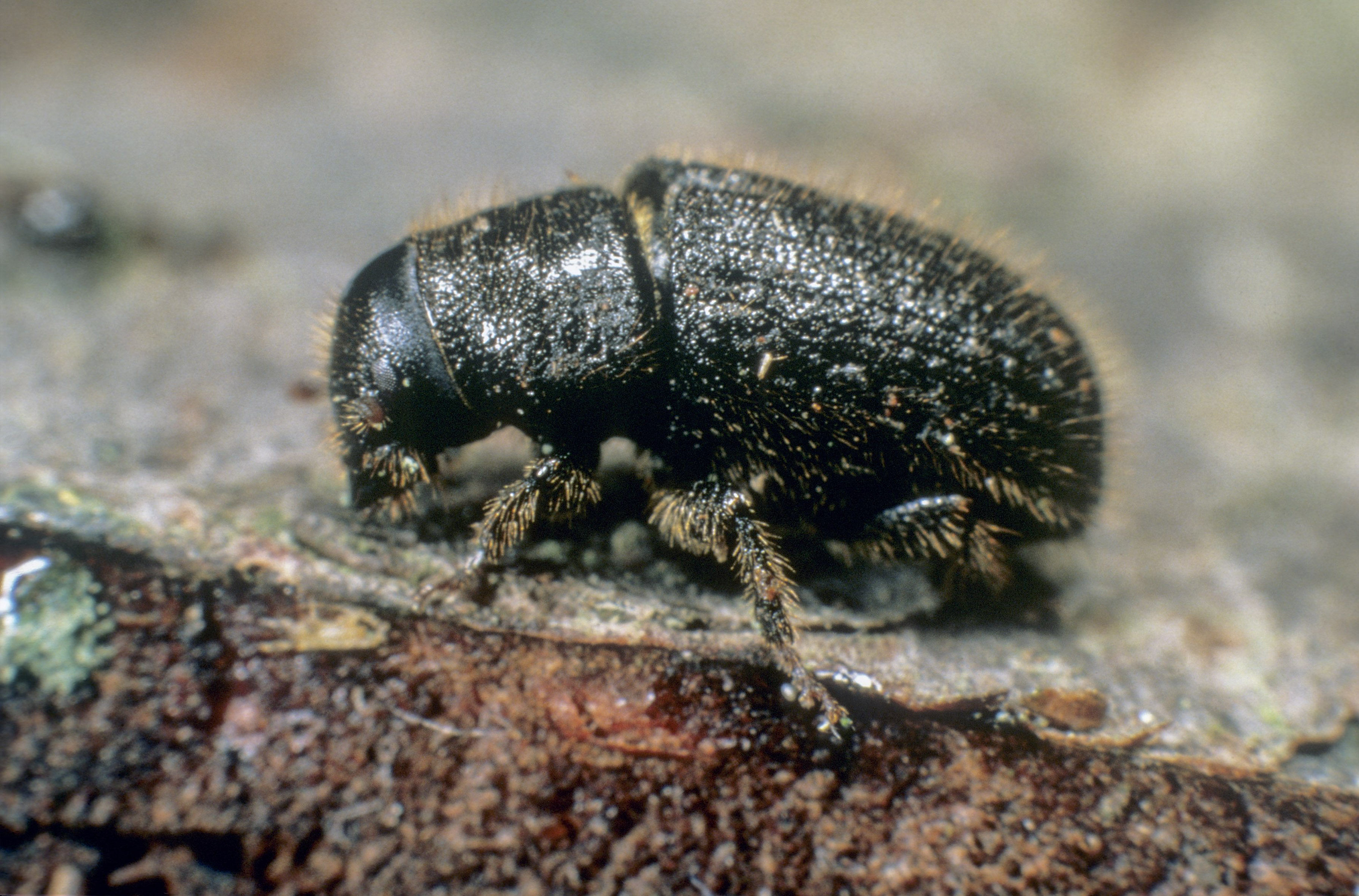 Great spruce bark beetle