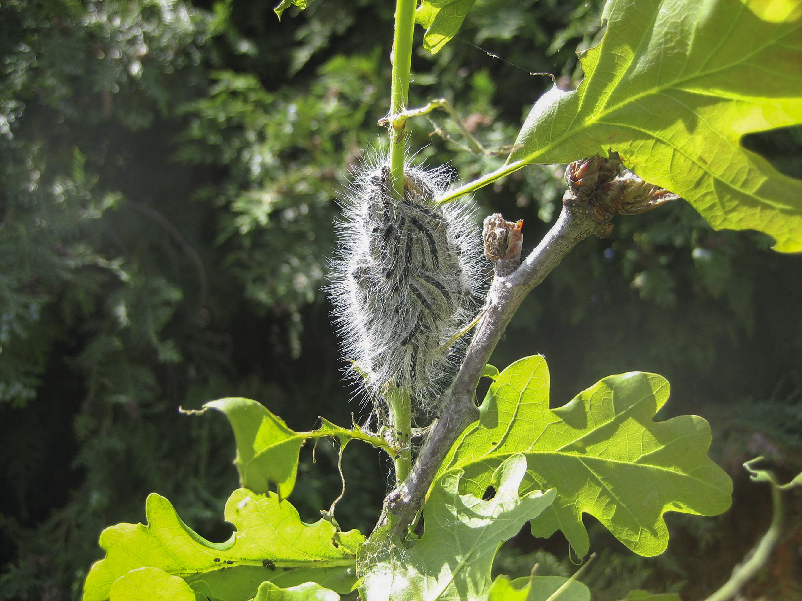 Oak Processionary Moth Observatree   Opm Forestry Commission 