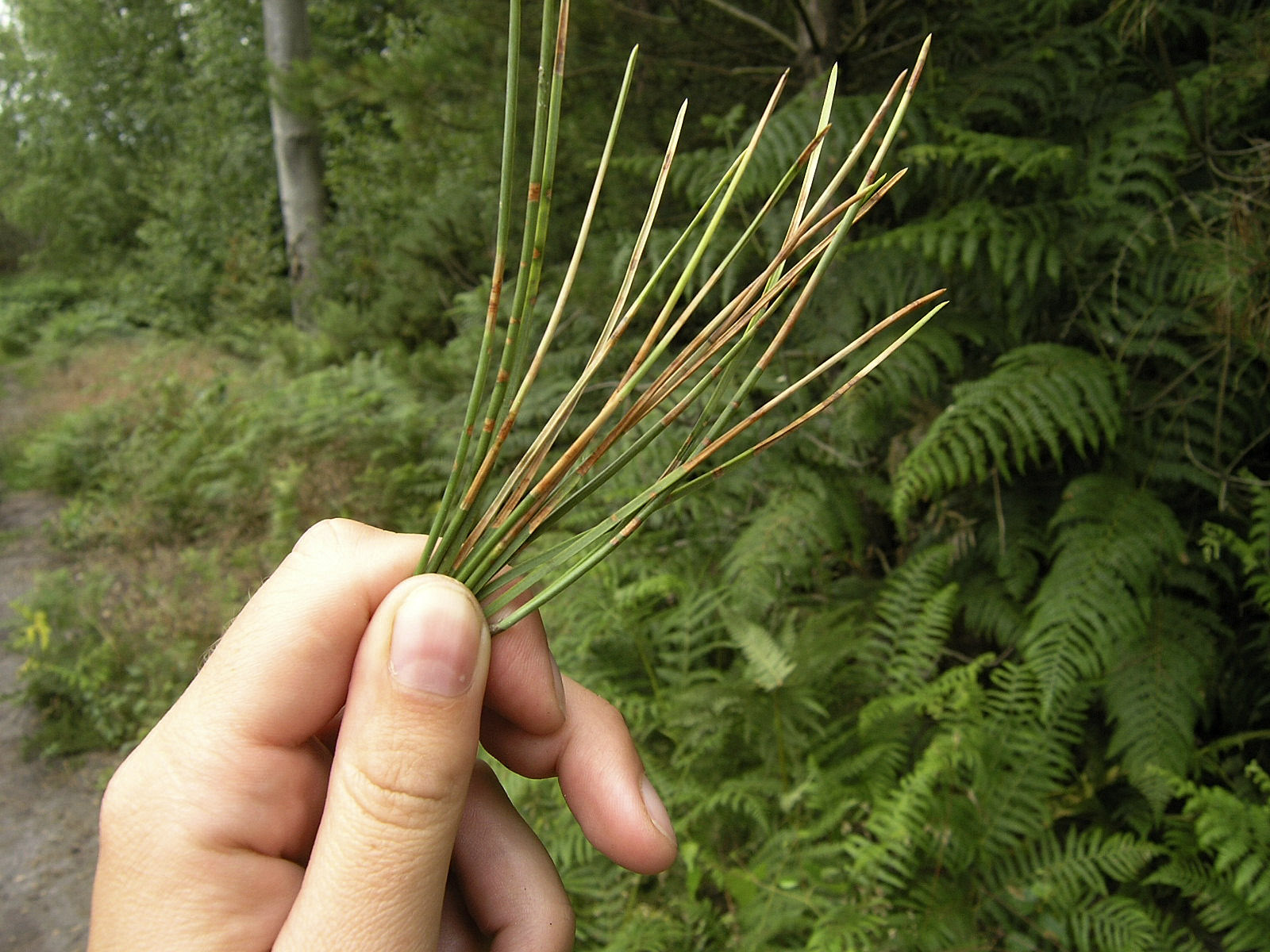 ndn needle blight