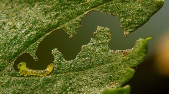 Damage caused to leaf by elm zigzag sawfly