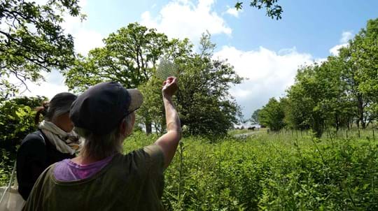 A volunteer holding up a transparent grid square used to help assess crown condition.