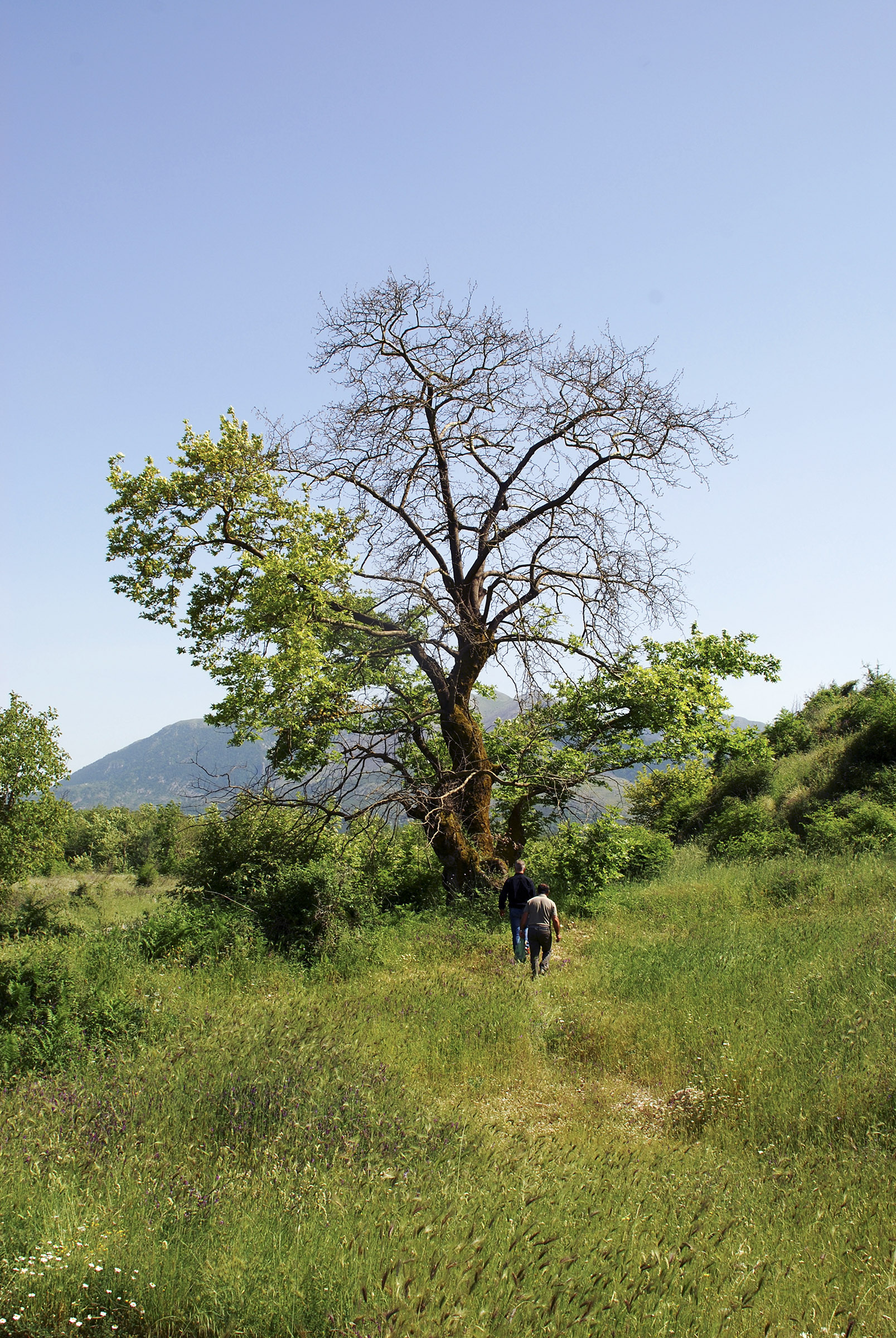 Plane tree showing no foliage at the centre of the crown