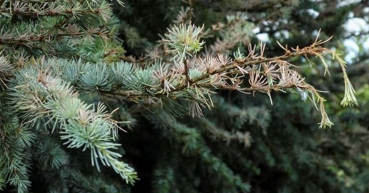 Ceder Tree Rash Host of the month - Cedar - Observatree