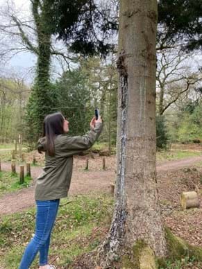 TreeAlert Demystified: What happens when you submit a report? - Observatree