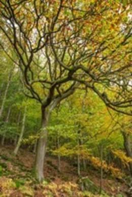 Sentinels – A vital tree network - Observatree