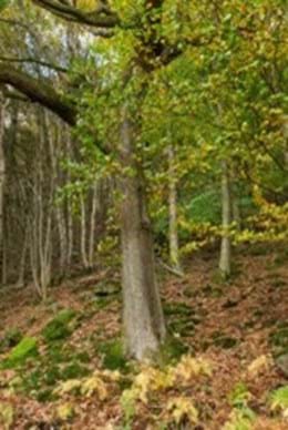 Sentinels – A vital tree network - Observatree