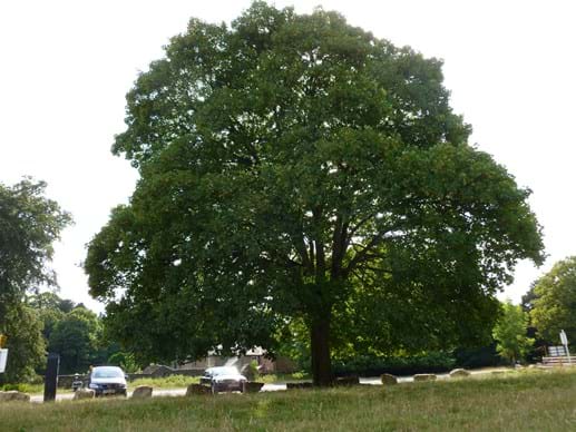 Sentinels – A vital tree network - Observatree