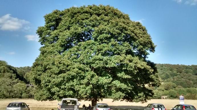 Sentinels – A vital tree network - Observatree